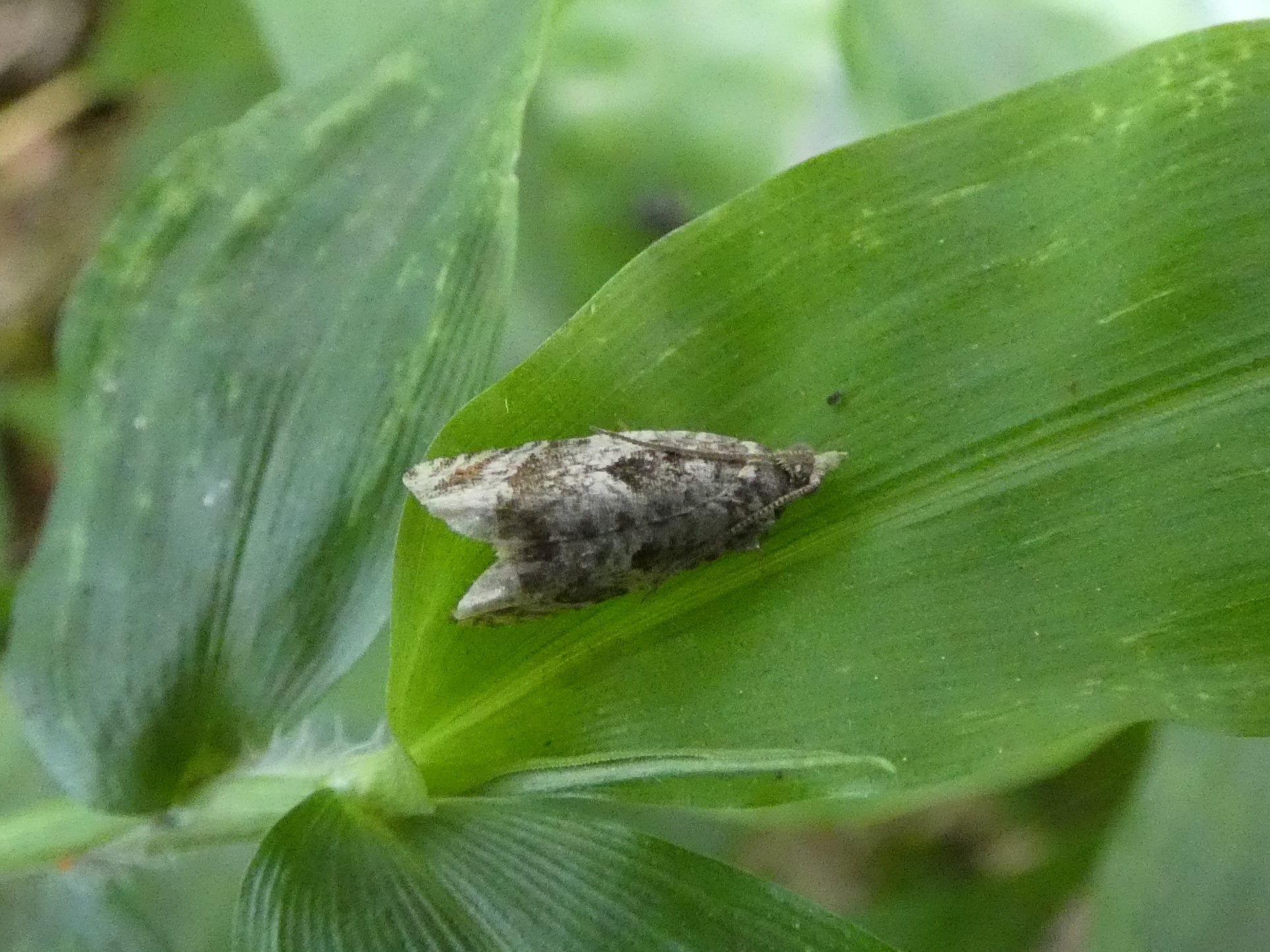 photo_2